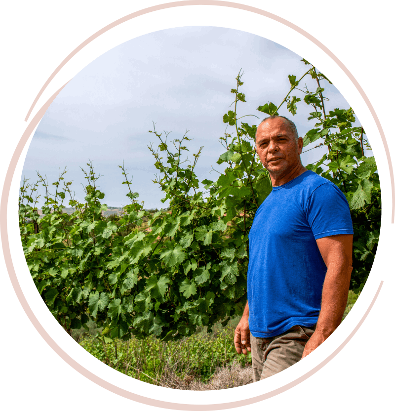 אדם עומד בכרם ענבים ירוק